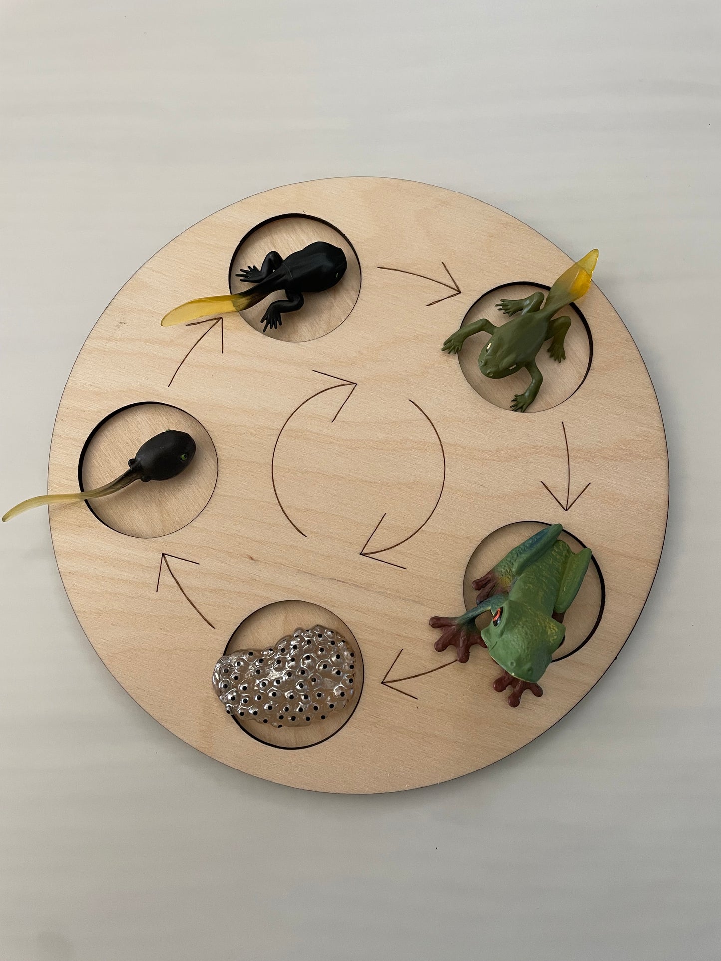 Plateau Montessori cycle de vie de la grenouille 🐸