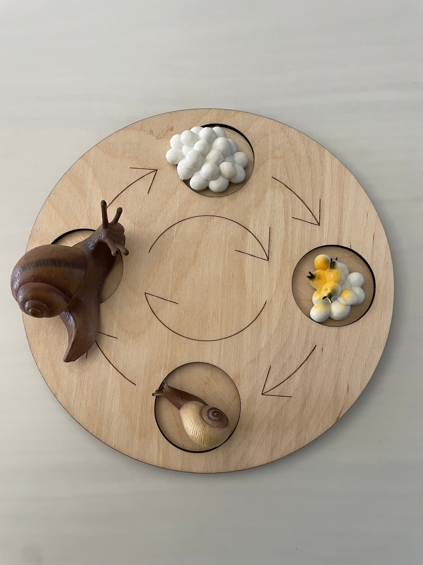 Plateau Montessori cycle de vie de l’escargot 🐌