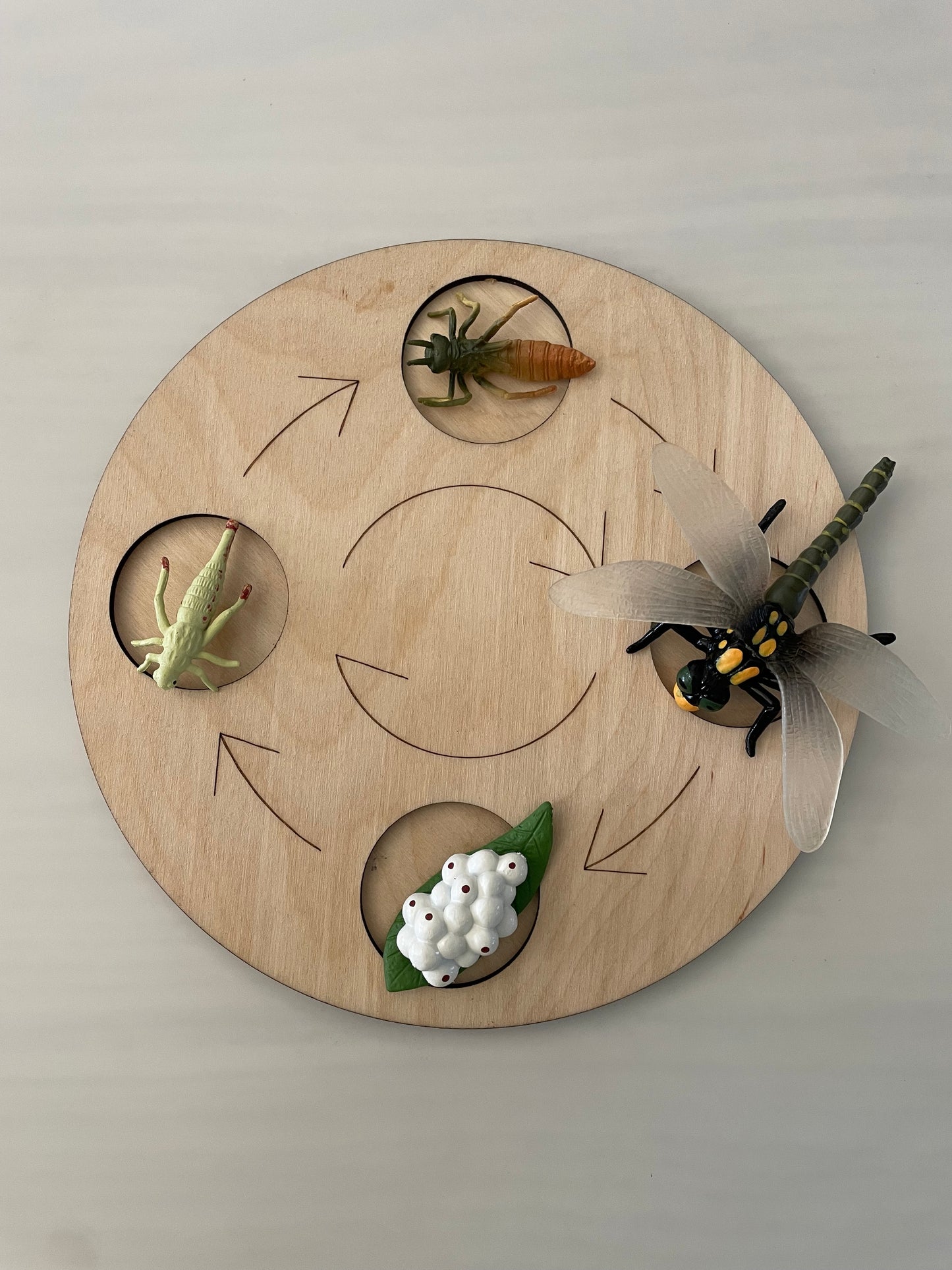 Plateau Montessori cycle de vie de la libellule