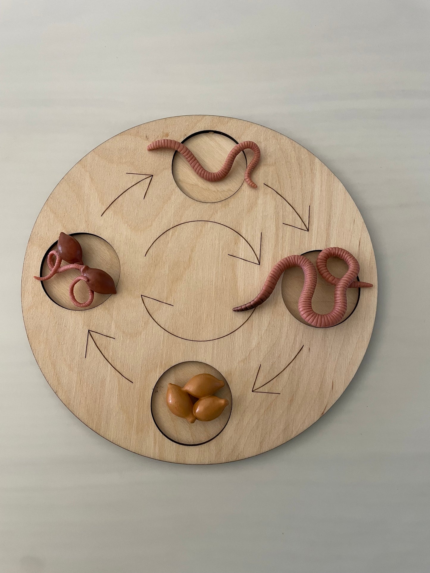 Plateau Montessori cycle de vie du ver de terre 🪱