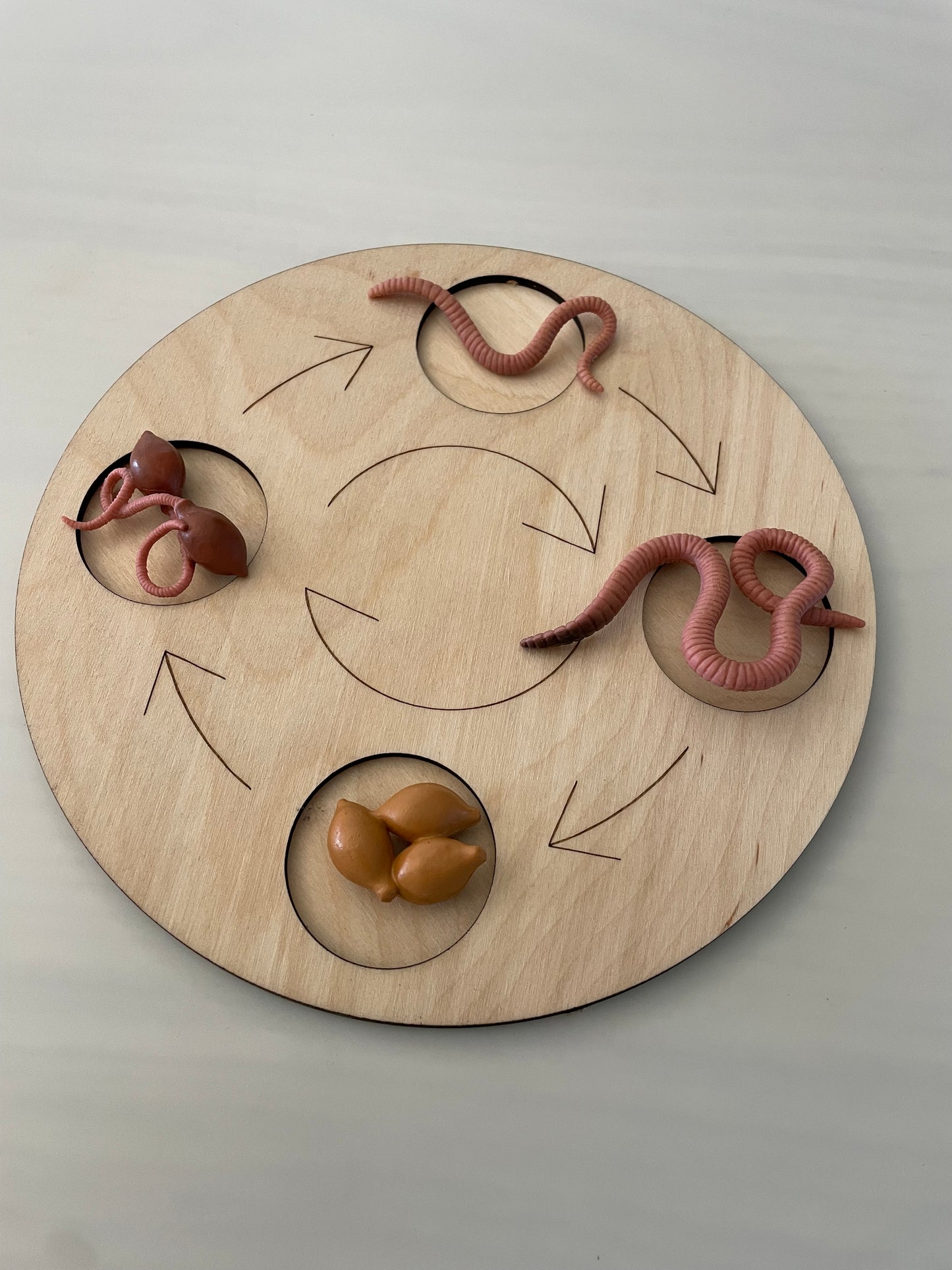 Plateau Montessori cycle de vie du ver de terre 🪱
