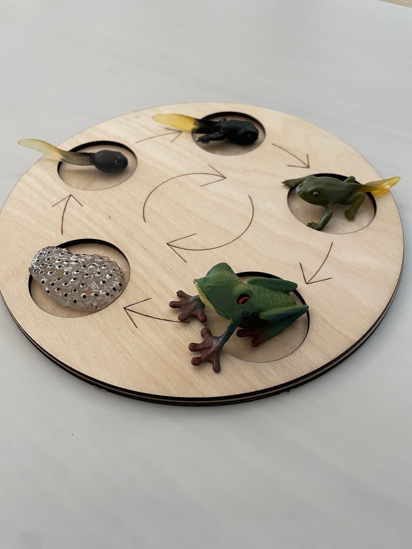 Plateau Montessori cycle de vie de la grenouille  🐸