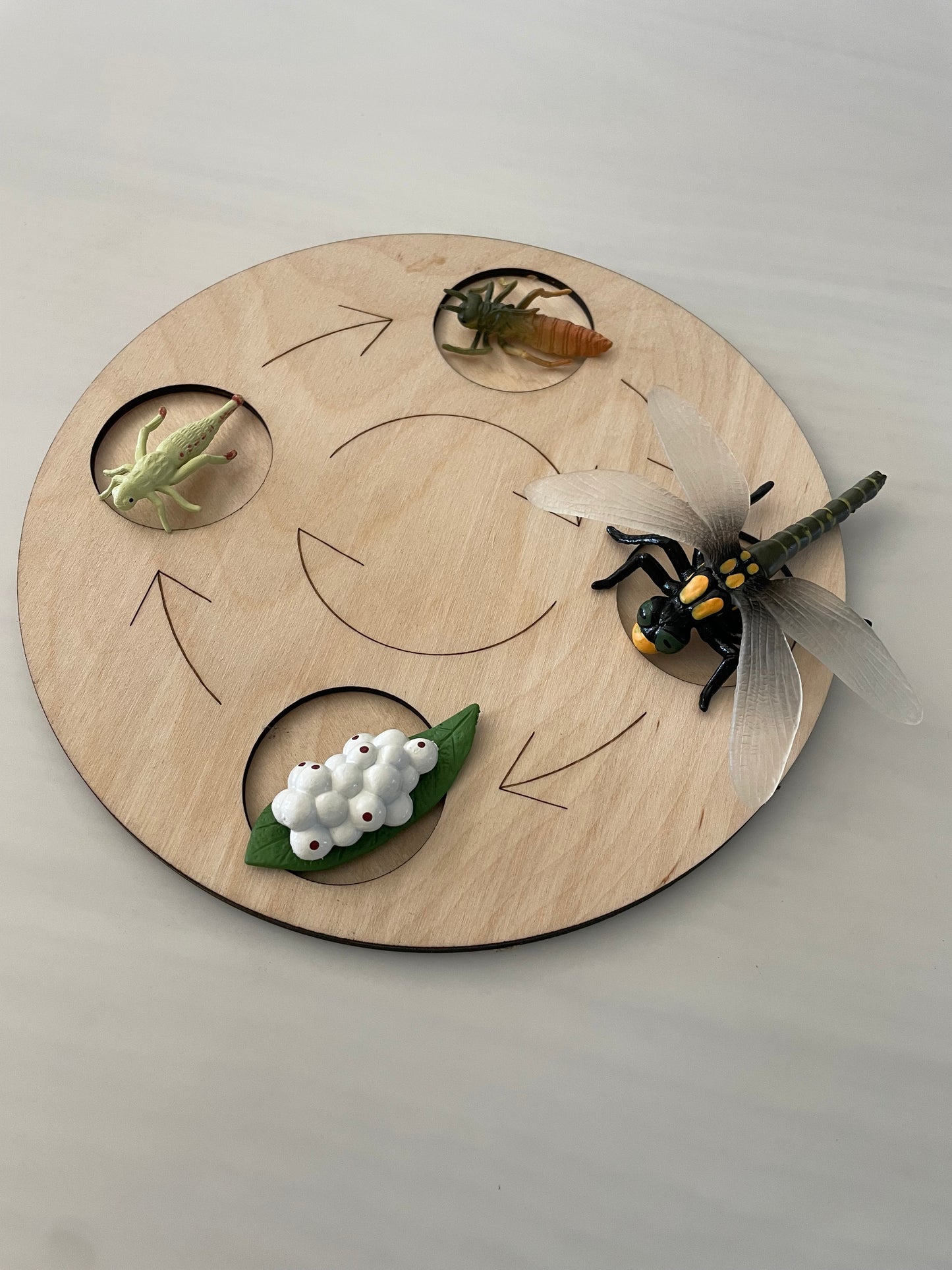 Plateau Montessori cycle de vie de la libellule